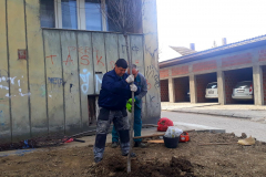 Nove-sadnice-7