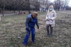 Sadnice-jasena-2