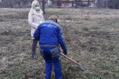 Sadnice-jasena-4