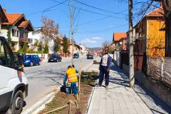 Sadnice-u-ulici-Ivana-Milutinovica-8