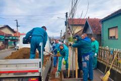 Sadnja-javora-Save-KOvacevica-1