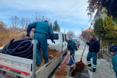 Sadnja-javora-Save-Kovacevica-3