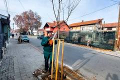 Sadnja-javora-Save-Kovacevica-5