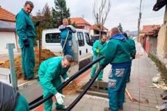 Sadnja-javora-Save-Kovacevica-6