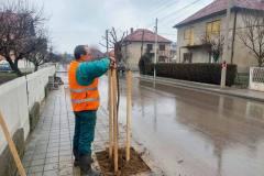 Sadnja-u-Pavla-Ilica-1