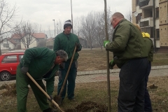 vesti-sadnjadrveca-27022019-5